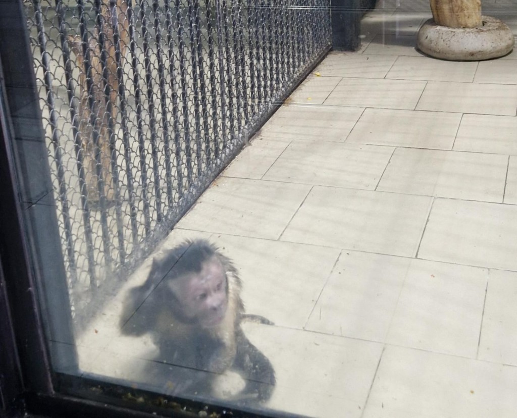 Как конфискованный капуцин адаптируется в карагандинском зоопарке