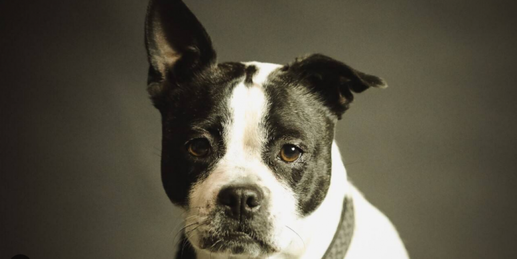 Число зарегистрированных в Казахстане животных значительно не увеличилось за 2024 год