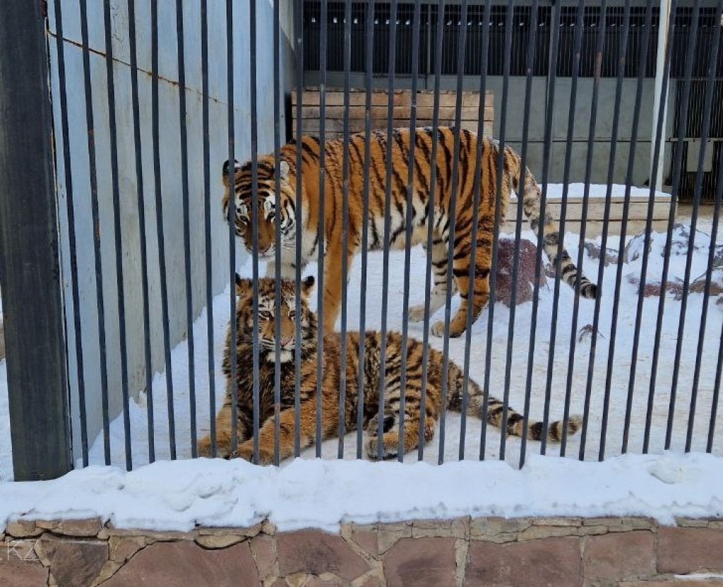 Амурских тигров завезут в Казахстан в первой половине 2026 года