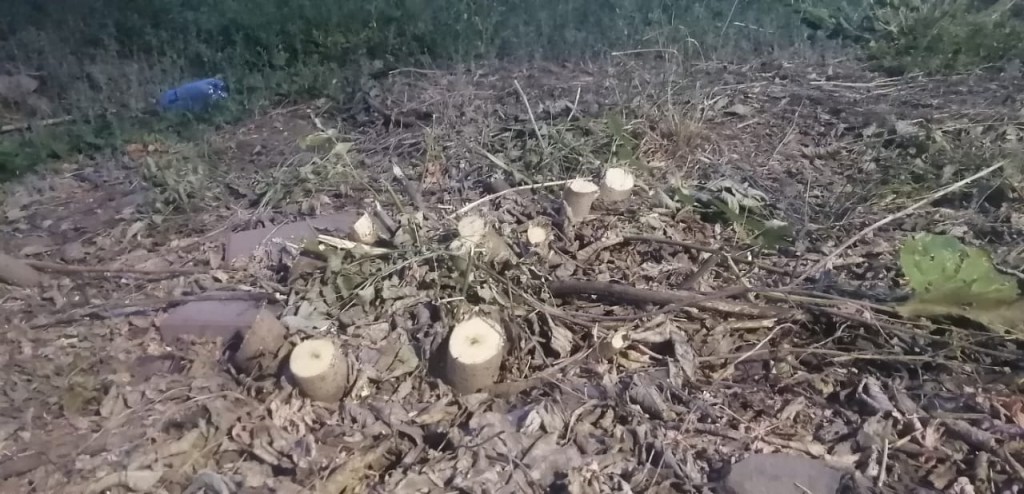 Зачем спиливают зеленые ветки и деревья в 19 квартале Караганды