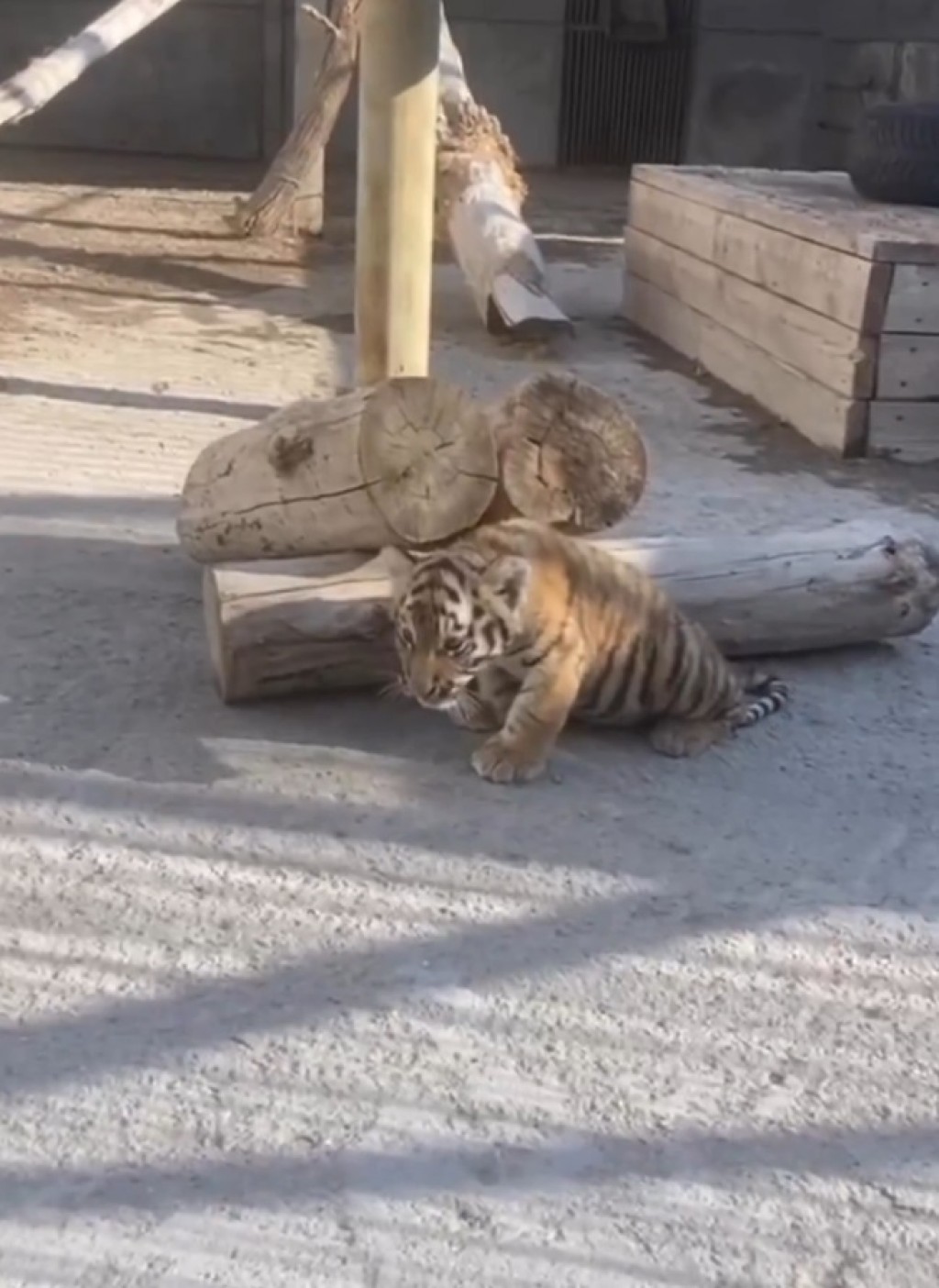 В зоопарке Караганды родились тигрята