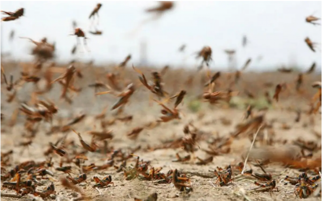 7 млрд тенге выделят на борьбу с саранчой в Казахстане