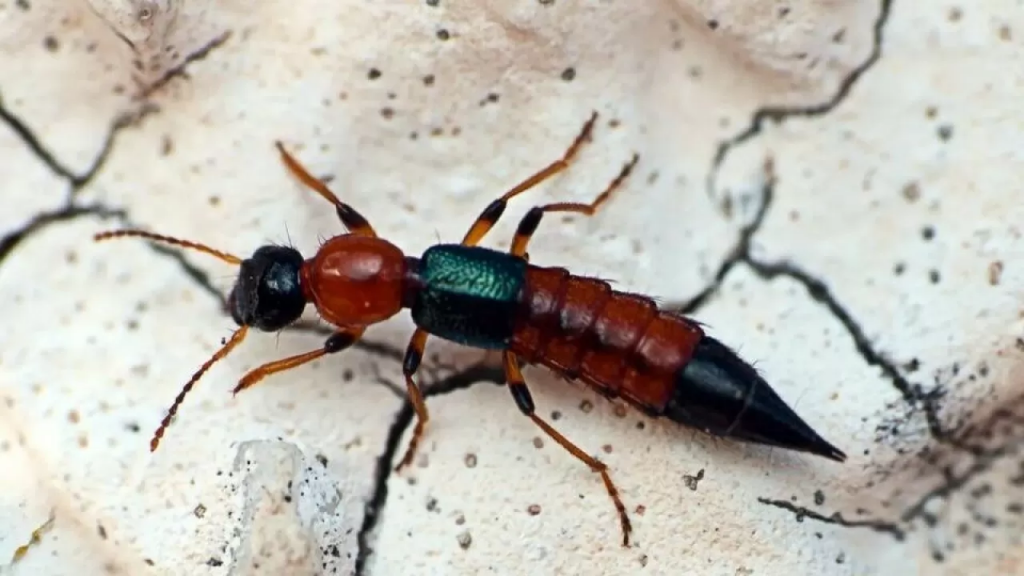 Казахстанских туристов предупредили о нашествии ядовитых жуков во Вьетнаме