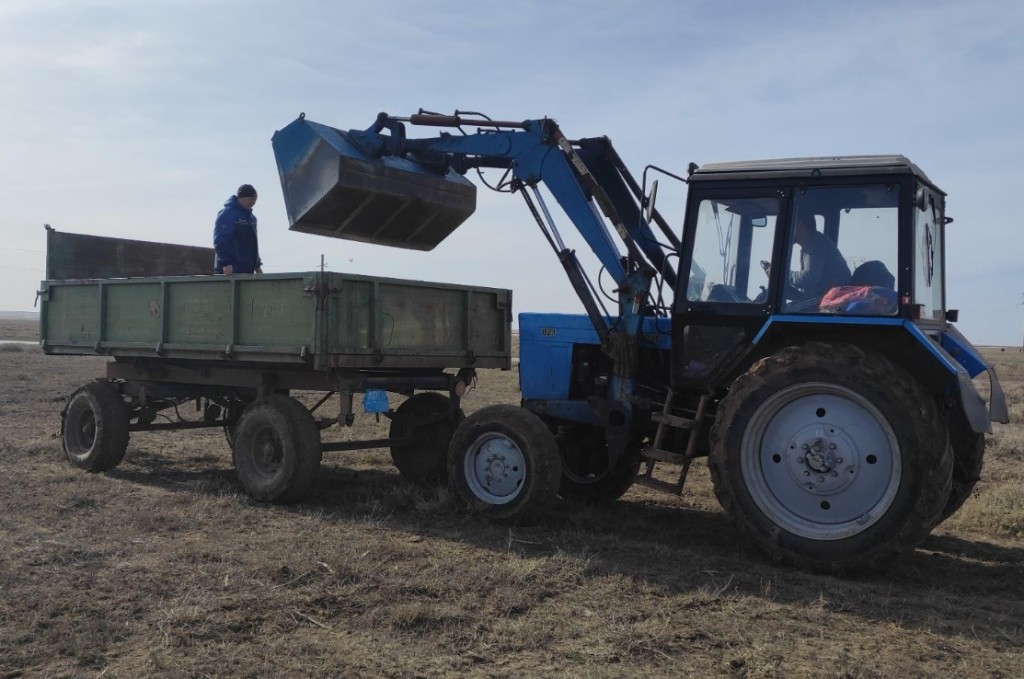 Более 800 погибших сайгаков было обнаружено в Карагандинской области