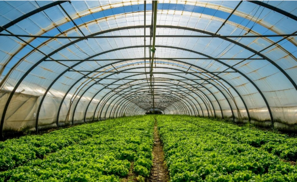 В каком регионе Казахстана больше всего теплиц