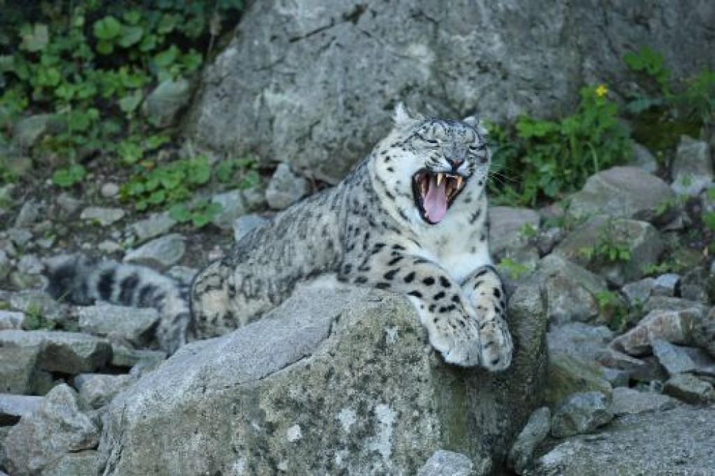 Какие результаты показал Казахстан в восстановлении редких видов животных