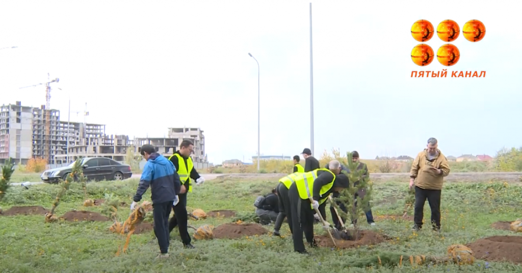 К Международному дню леса в Карагандинской области стартовала акция «Зеленый пояс» по посадке саженцев деревьев