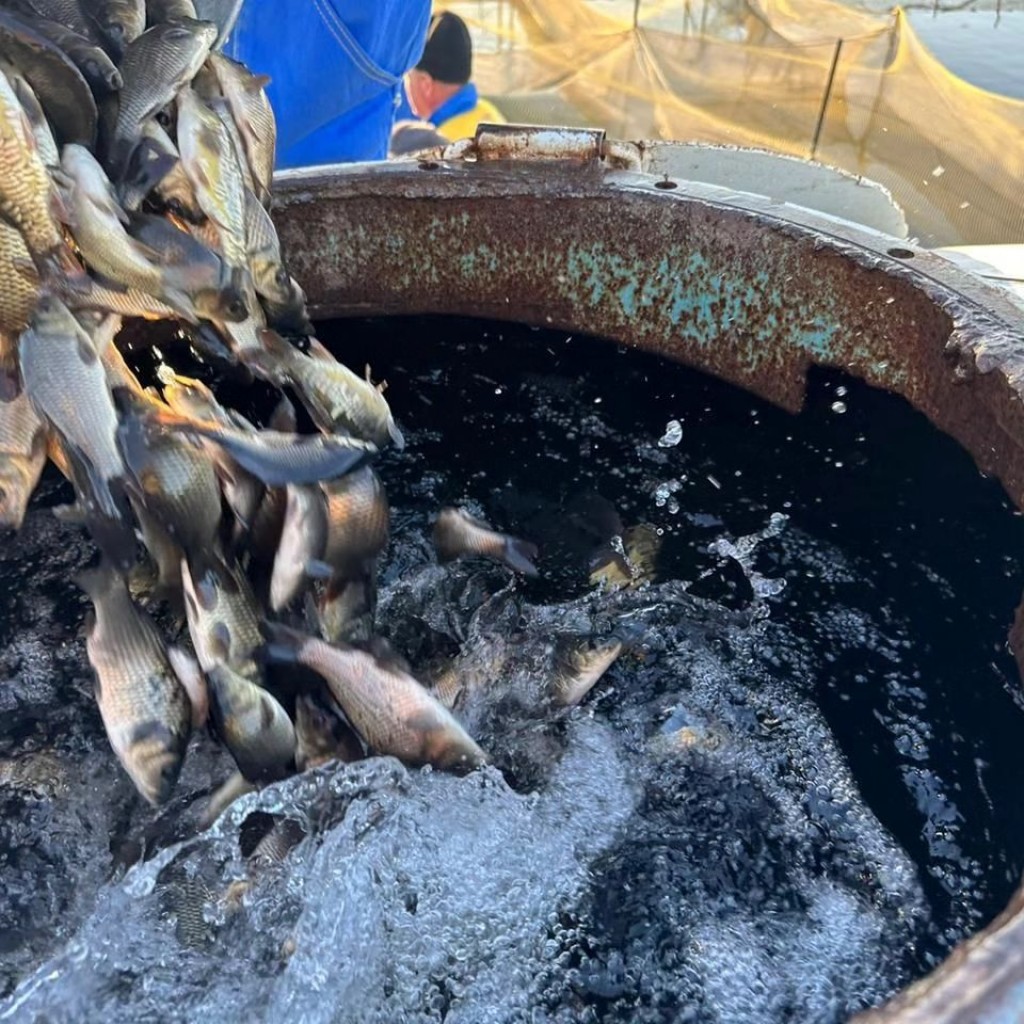 Зарыбление Федоровского водохранилища пройдет в Караганде