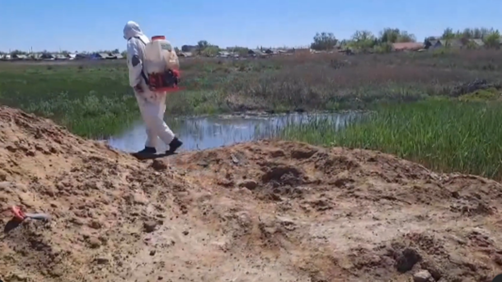 Борьба с комарами и мошками: в Сарани обработали семь гектаров территории, работы будут продолжены