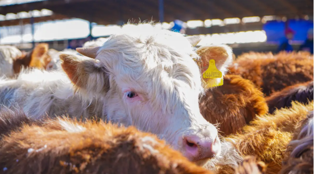 В каких случаях запрещается вывоз скота из Казахстана