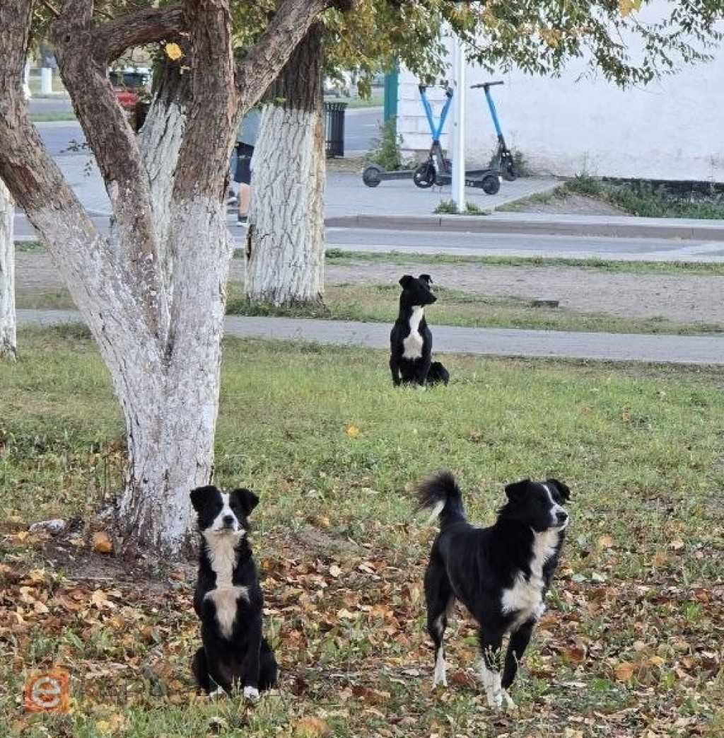 Қаңғыбас жануарларды ату болмайды: Қазақстанда талқыланып жатқан заң жобасы түсіндірілді