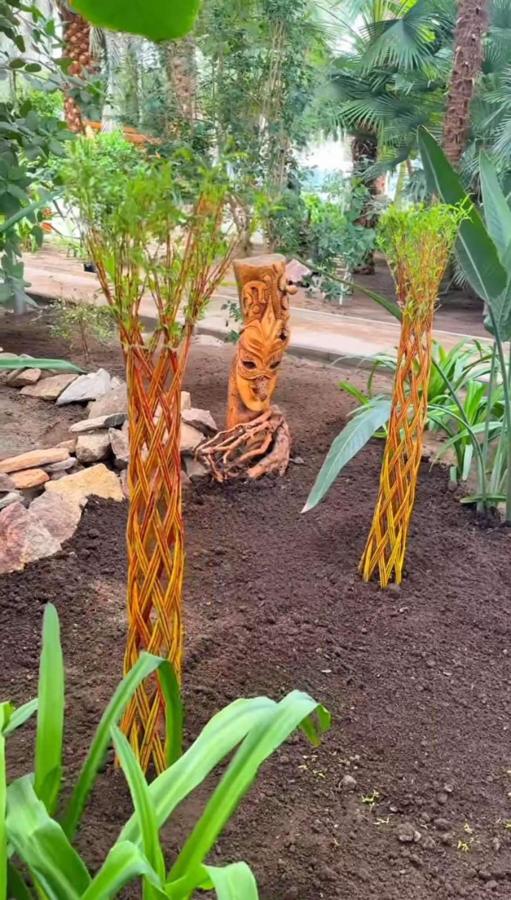 Необычные пальмы появились в темиртауском Зимнем саду