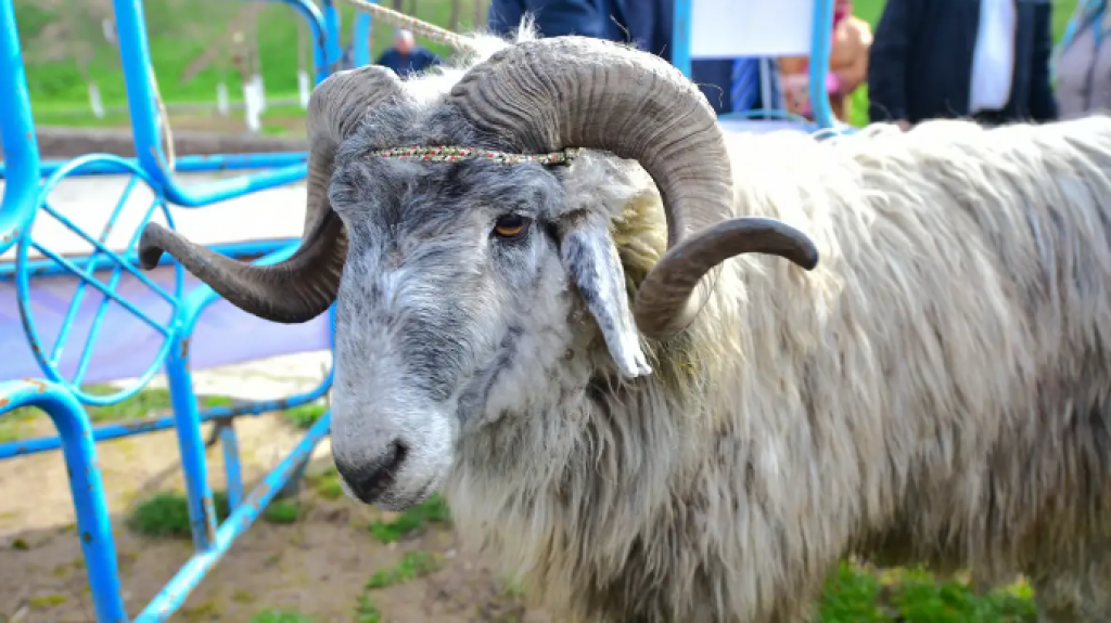 Қазақстан Қой мен ешкі экспортына квота енгізуде