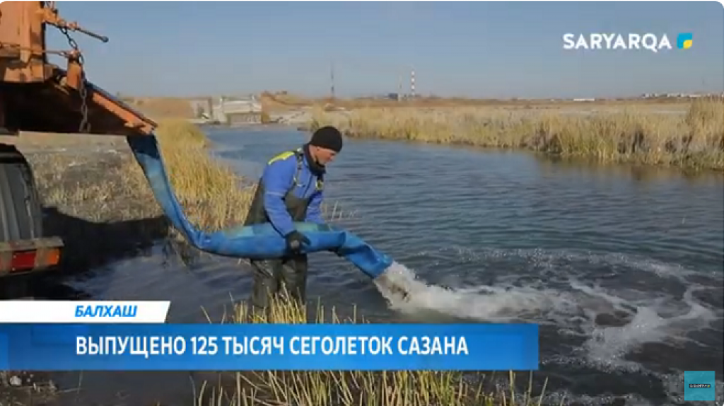 Балқаш көлінің Бертіс шығанағы акваториясына сазан сеголеткалары шығарылды