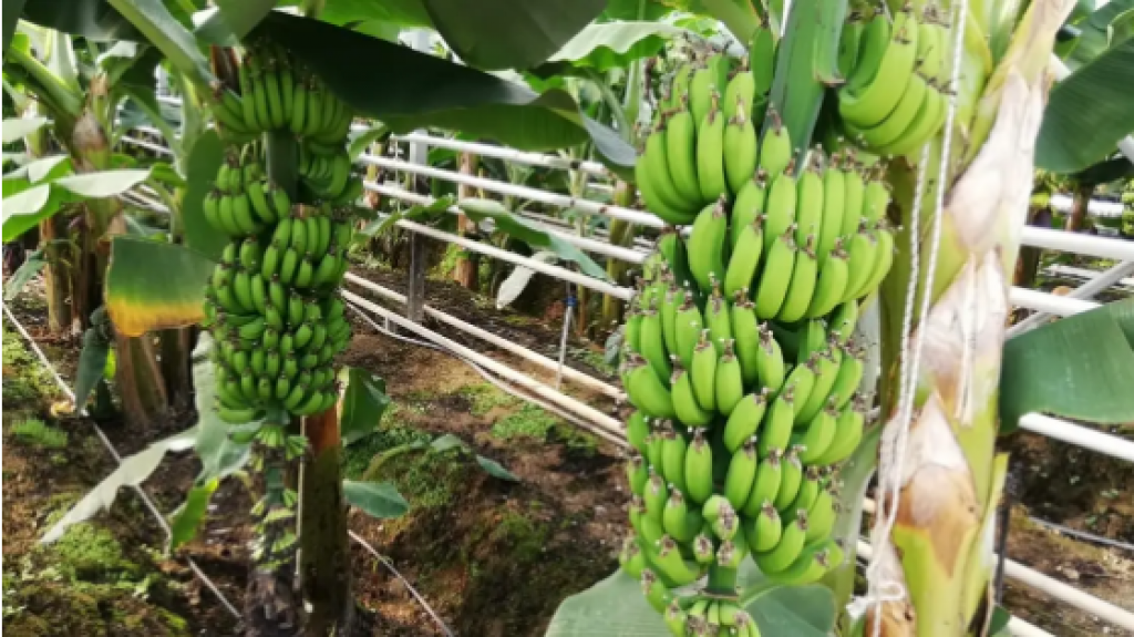 Казахстанские бананы способны конкурировать с зарубежными аналогами по цене - Минсельхоз