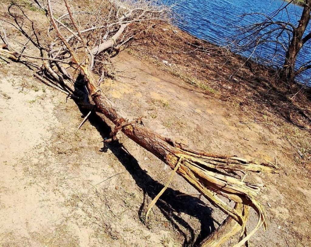 В Караганде территорию возле малого озера постепенно убирают