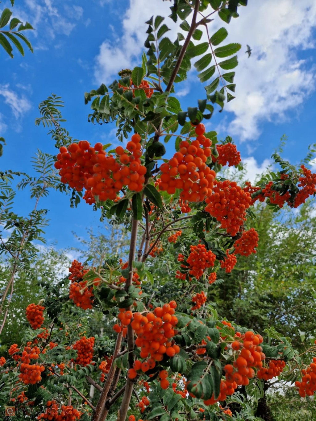 Уже горят костры рябин в Караганде