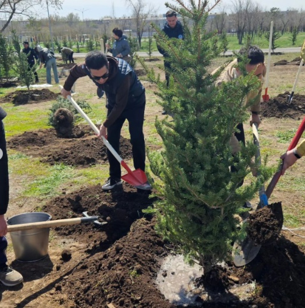 Тысячи новых деревьев высадили в Карагандинской области за последние дни