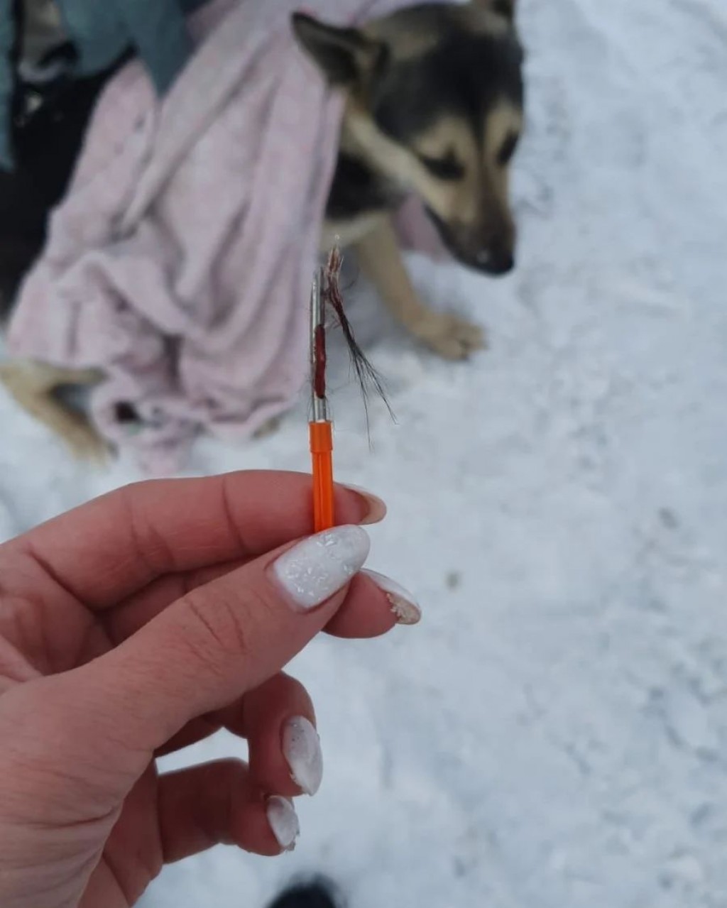 Трагедия повторяется: отстрел собак застали жители Темиртау