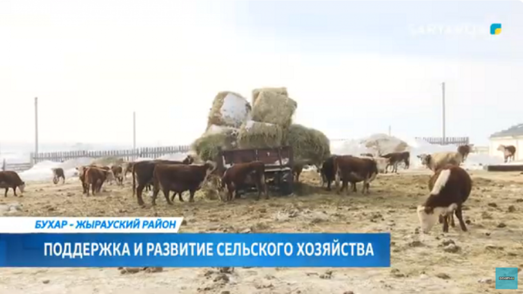В Бухаржырауском районе выращивают более 200 голов чистопородного крупнорогатого скота