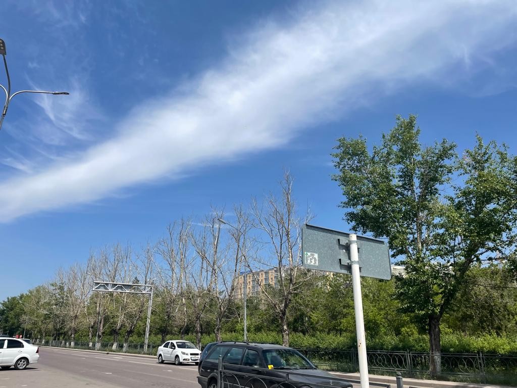 Более десяти многолетних деревьев погибли в одном из скверов Караганды