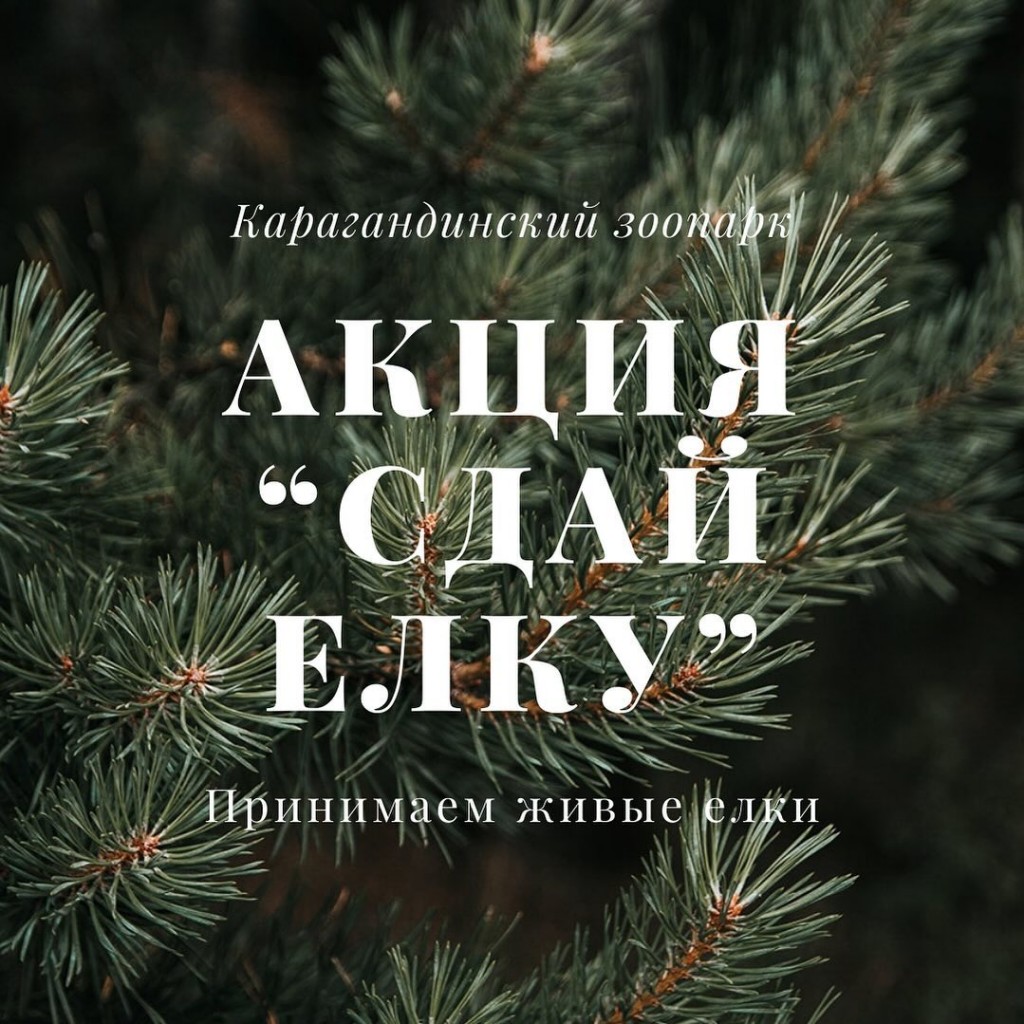 Акция «Сдай ёлку» проходит в карагандинском зоопарке