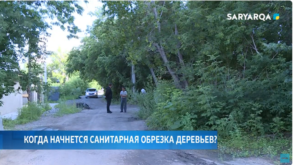 Когда в Караганде начнется санитарная обрезка деревьев?