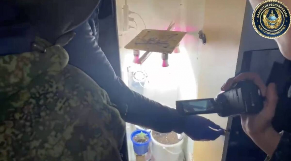 Ер адам пәтерде Қарағанды облысында қарасора өсіру үшін жылыжай жабдықтады