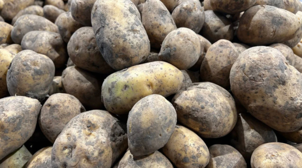 В Казахстане впервые за 19 недель подешевел картофель