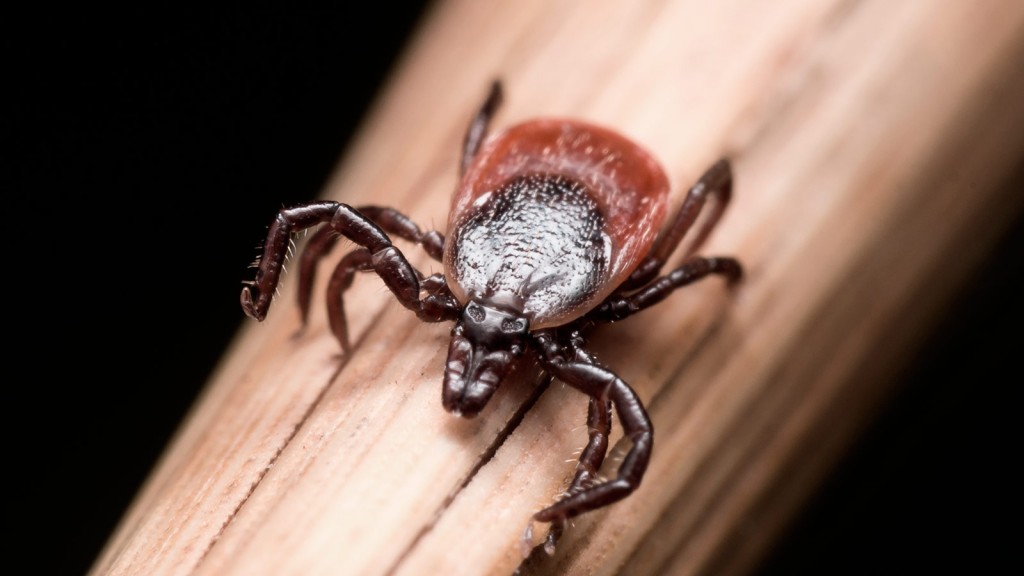 Француз отбасылық порно фильмдер