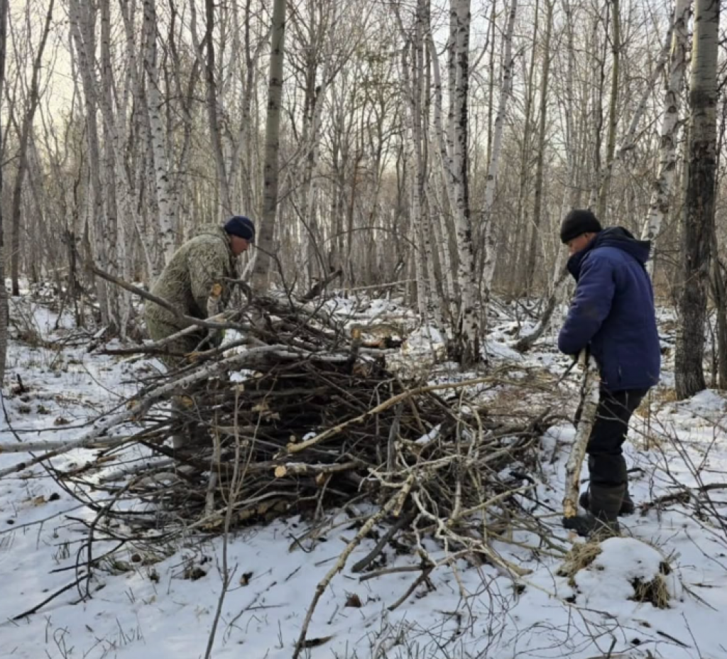 Лес лечат: в Карагандинской области проходят плановые санитарные рубки