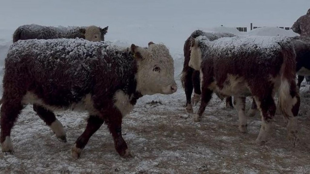 Животновод из Бухаржырауского района расширяет хозяйство при поддержке государства