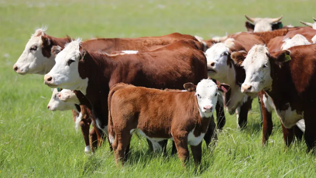 Казахстан продлил запрет на вывоз маточного поголовья крупного и мелкого рогатого скота