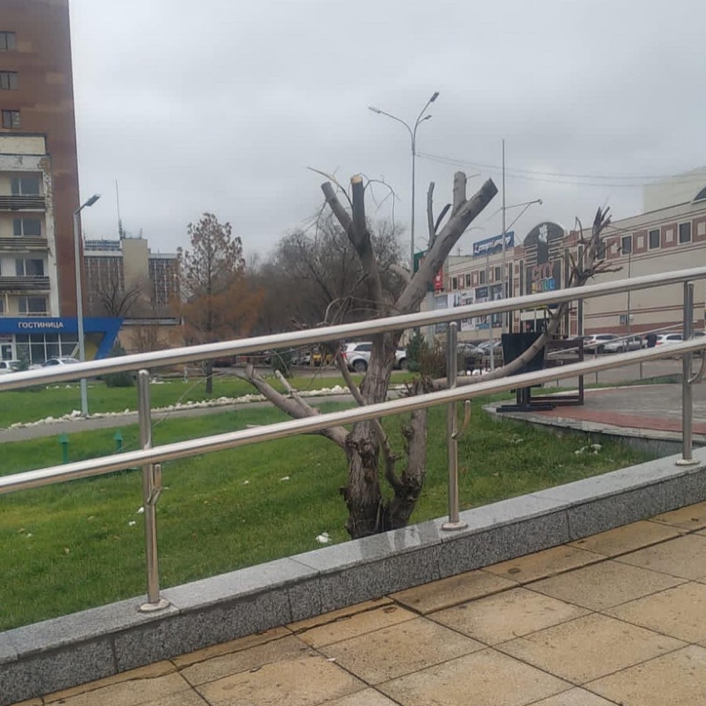 В Караганде вандалы спилили дерево на площади перед цирком