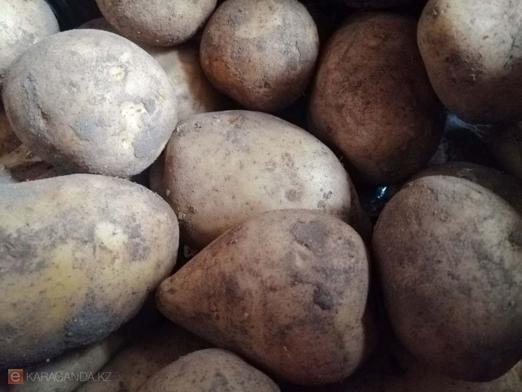 Зачем Казахстан импортирует картофель при избытке отечественного продукта