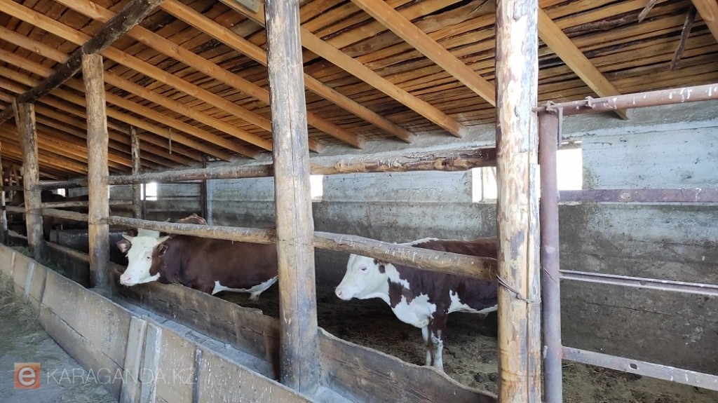 35 миллионов тонн кормов заготовлено в Казахстане