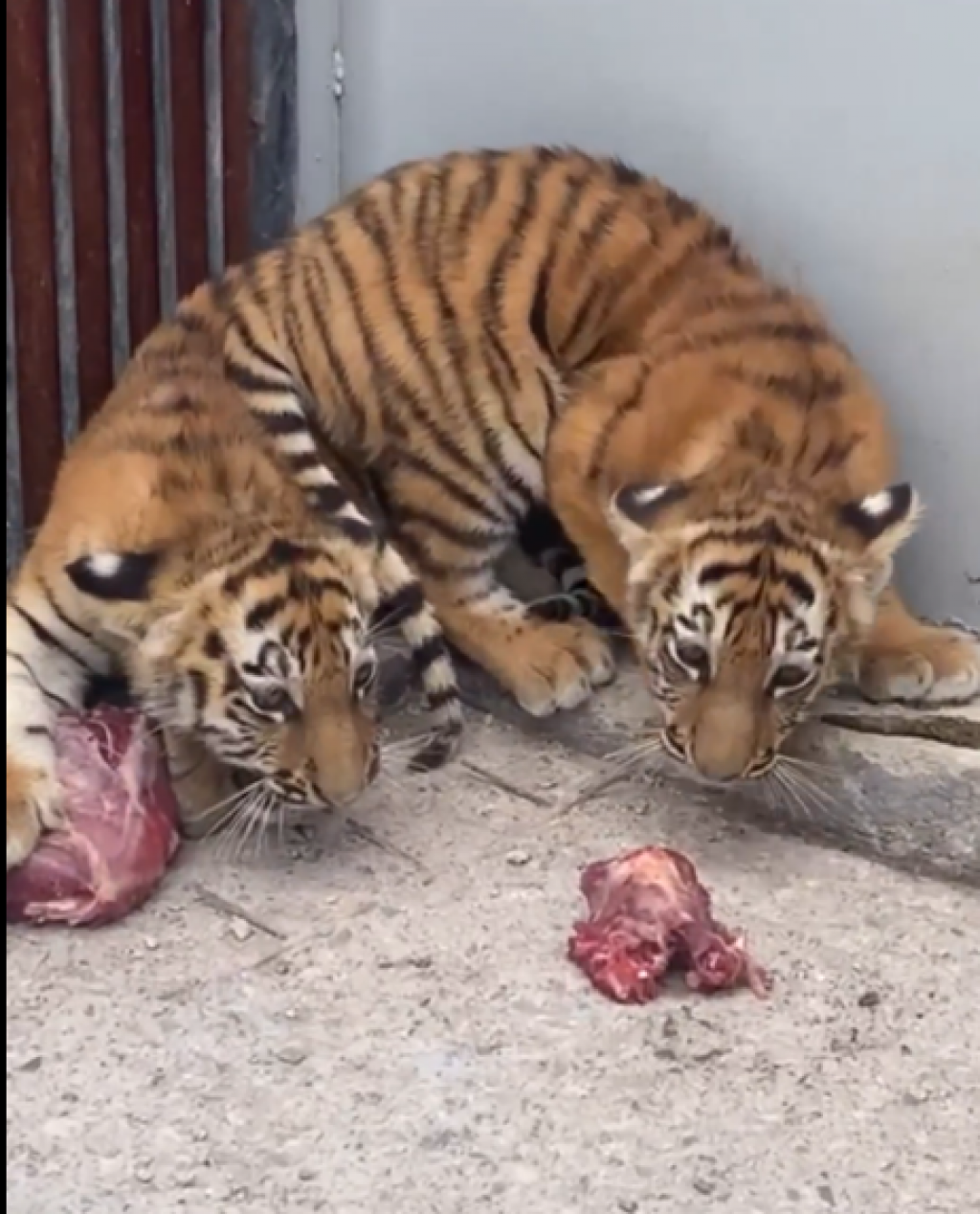 В карагандинском зоопарке показали подросших тигрят