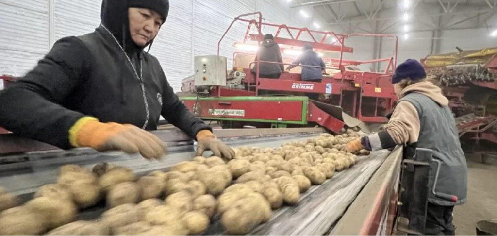 Под Карагандой построят три картофелехранилища