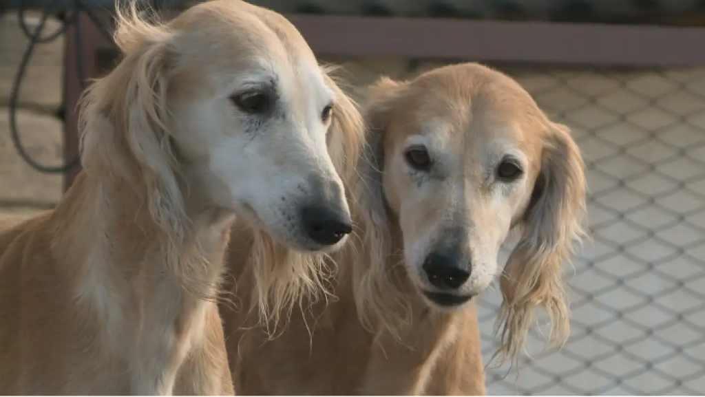 Президент поручил продолжить работу по сохранению и популяризации пород тазы и тобет