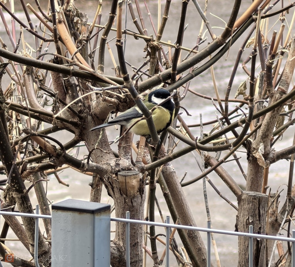 Какой будет зима в Казахстане