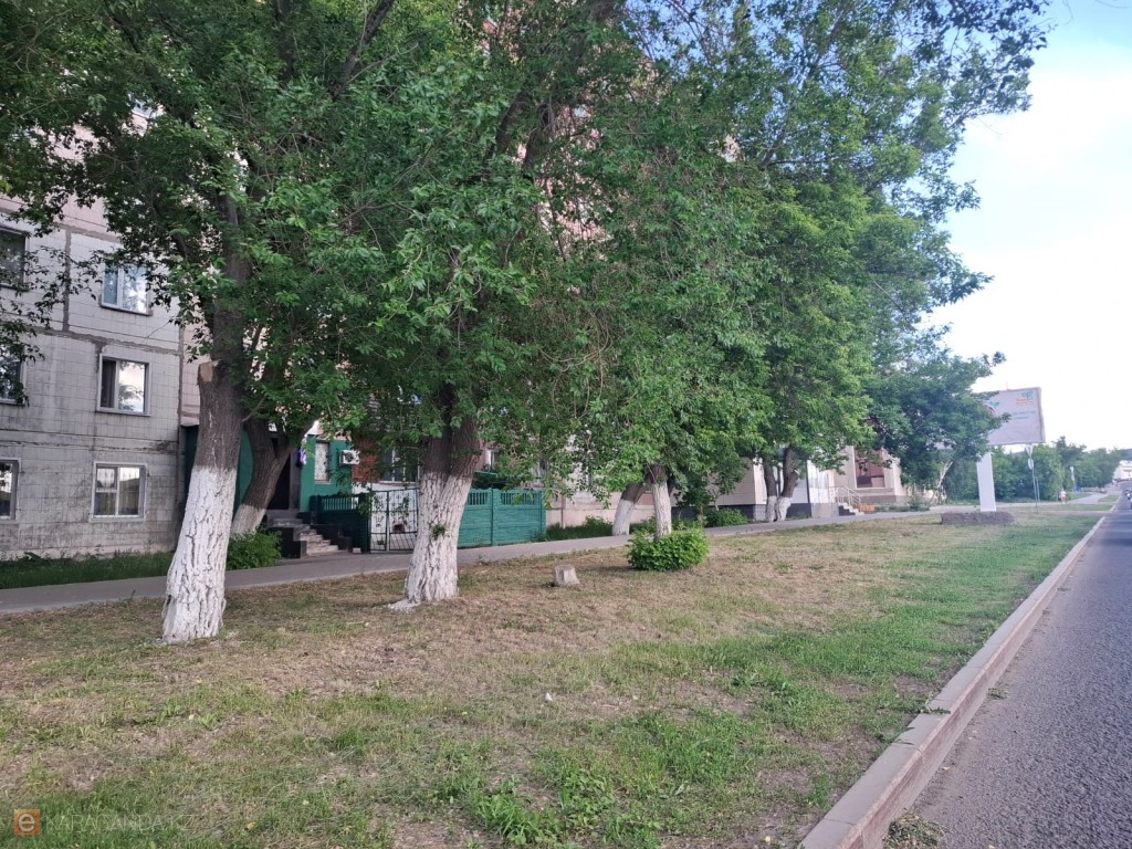 В Караганде не прижились 200 высаженных в прошлом году тополей