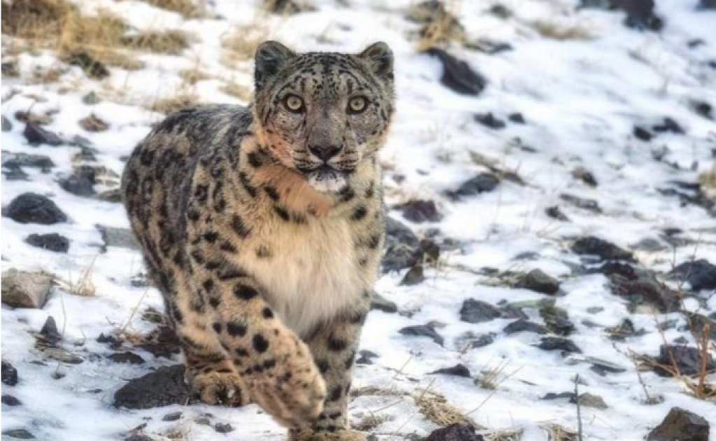 Қазақстанның қорықтарында 189 ға жуық қар барысы мекендейді