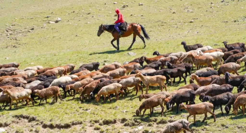 Бесплатное использование пастбищ для выпаса скота запретят в Казахстане