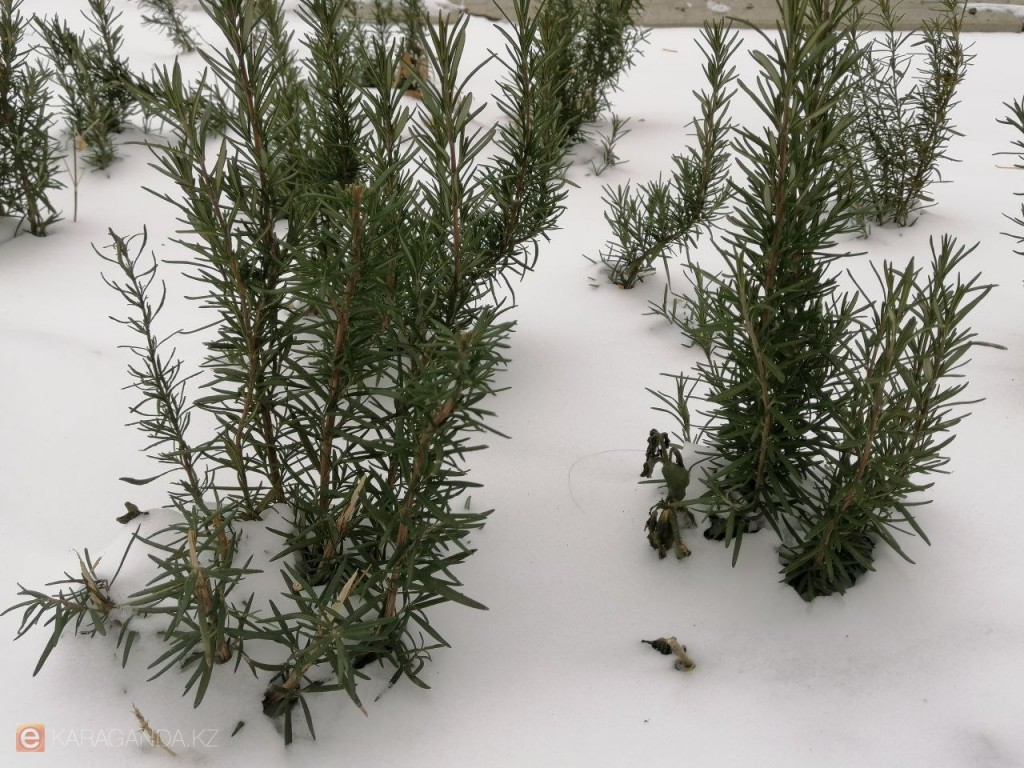 Сильные морозы до -20 °C накроют Казахстан