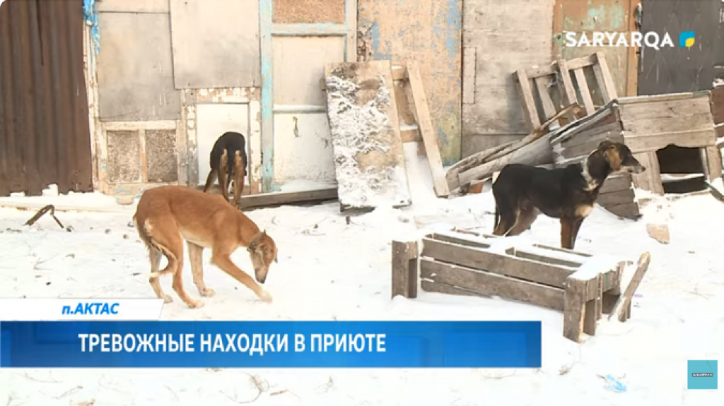Владелец приюта для бездомных собак в Актасе бьет тревогу