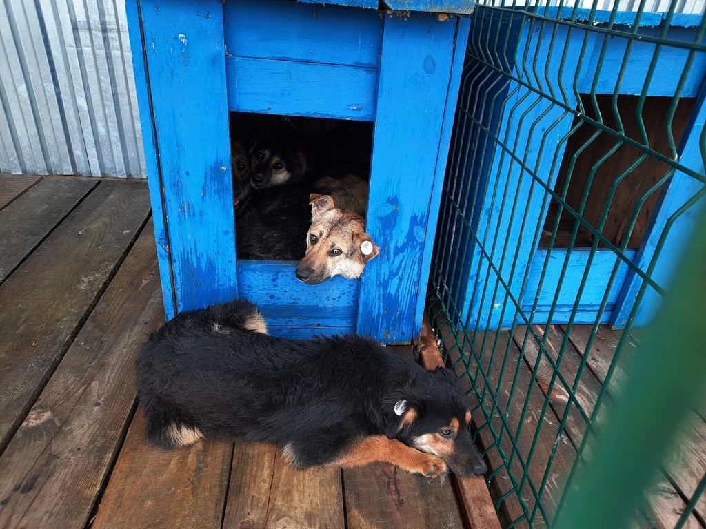 Закон о безнаказанности? Почему поправки в закон о животных вызывают тревогу