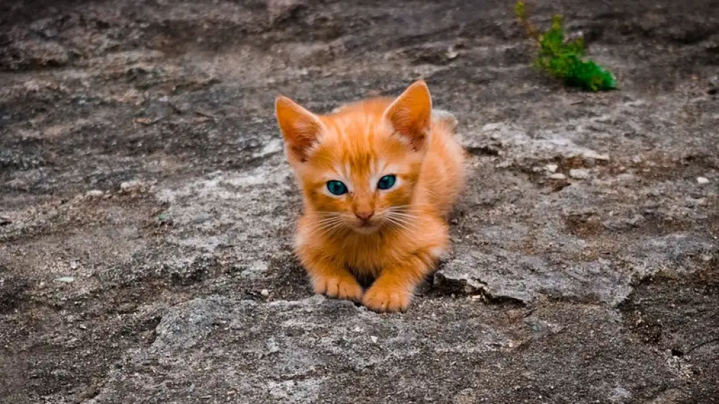 Мажилис взял в работу законопроект об ответственном обращении с животными