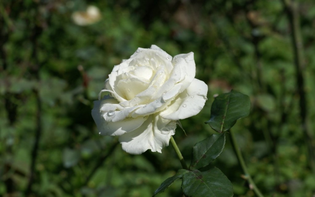 В Караганде начали высаживать белые розы на аллее памяти Юрия Шатунова