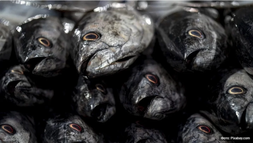 Рыба в Казахстане подорожала на 10 процентов за год