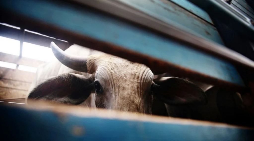 За 2024 год количество краж скота снизилось на 30,5%